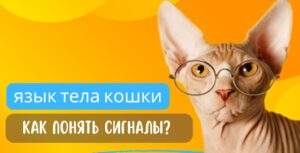 Язык тела кошки. Разбираемся, что хочет сказать питомец